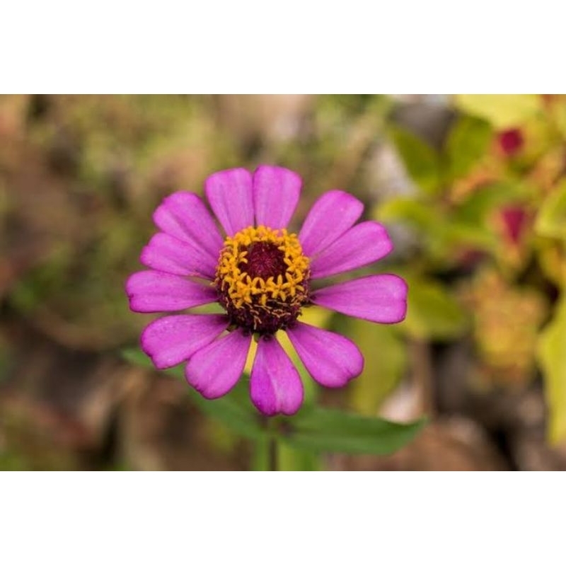 Bibit biji bunga krisan kampung ( 10 bibit ) Pink keunguan