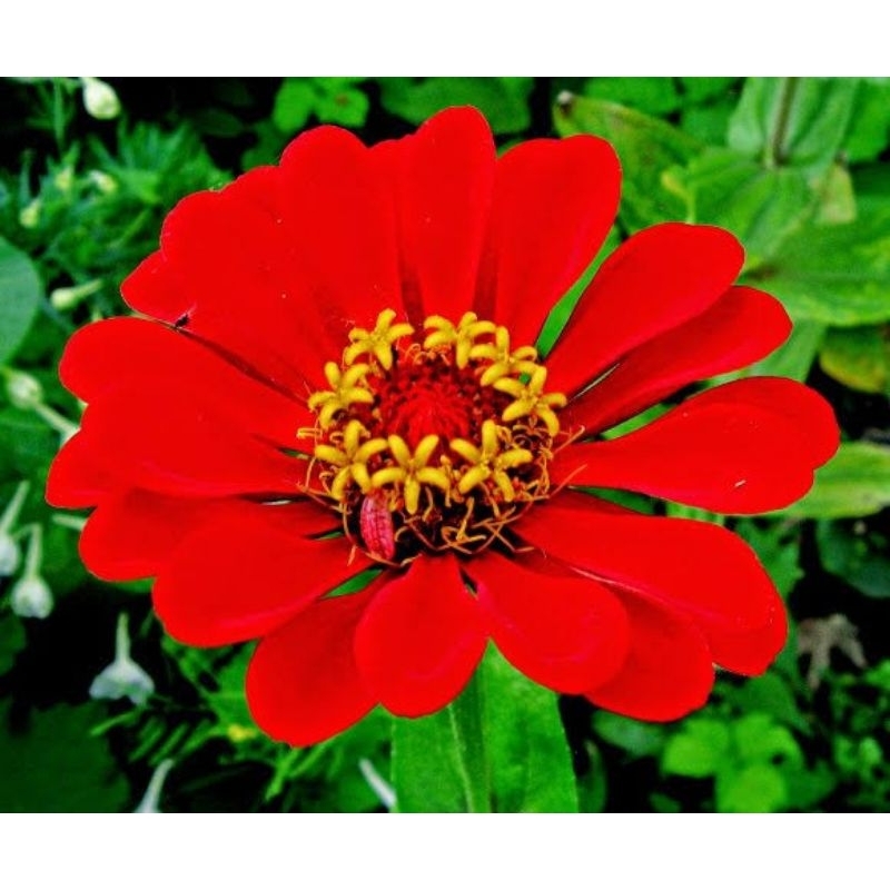 Bibit biji bunga krisan kampung ( 10 bibit ) Merah