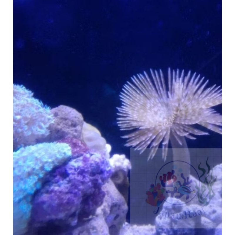 Cacing Loker/Cacing Kelapa Biota Air Laut