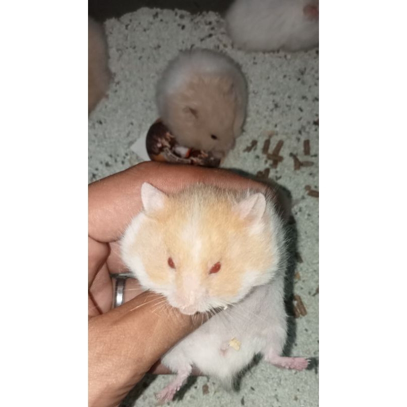 Hamster Syrian Betina Long Hair (siap kawin)
