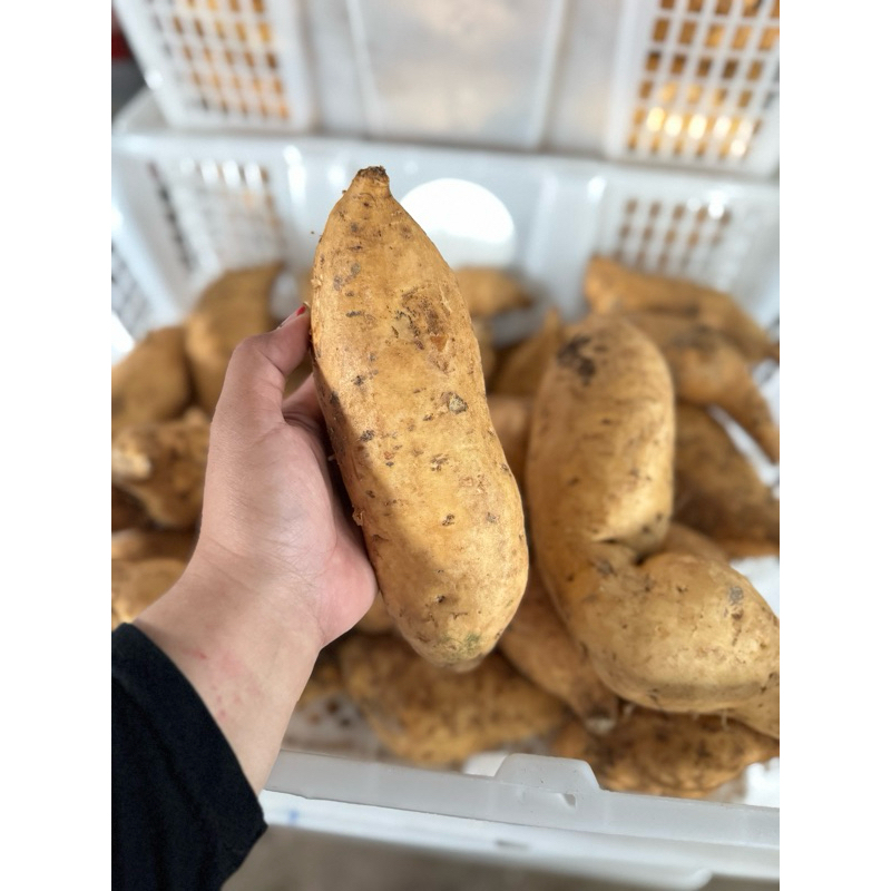 

UBI CILEMBU MADU 1KG