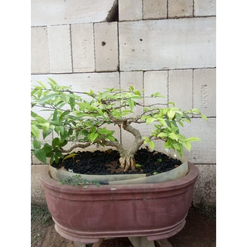 Bonsai anting putri tinggi 30cm