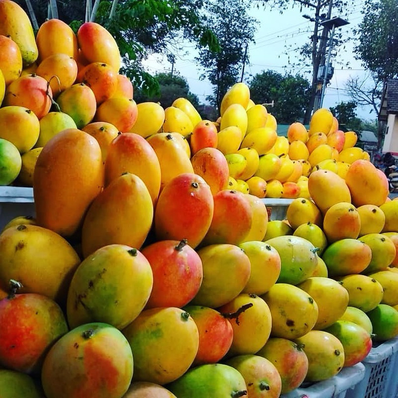 

Mangga Podang Gunung Suluhan Berat 1 Kg