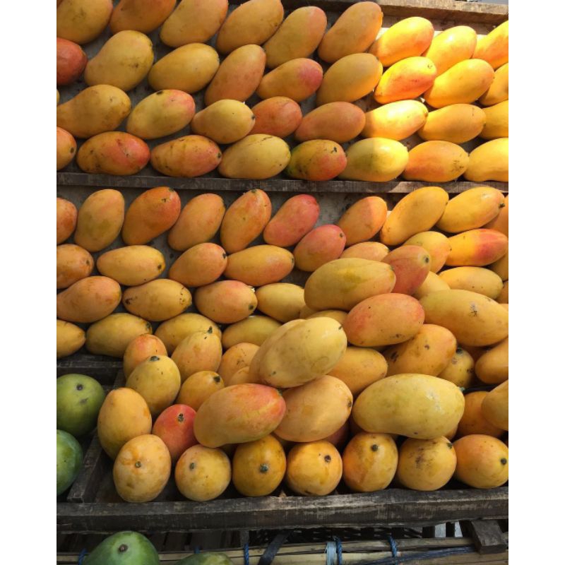 

Mangga Podang Masak Pohon Berat 1 Kg
