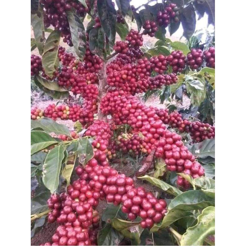 100 biji seed bibit kopi arabika ateng super unggul