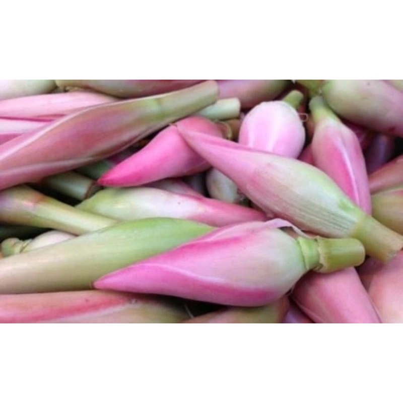 

Kecombrang Segar 1 Kg