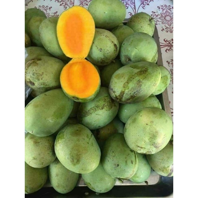 

Mangga Gadung manis 1kilo bebas request Matang mentah