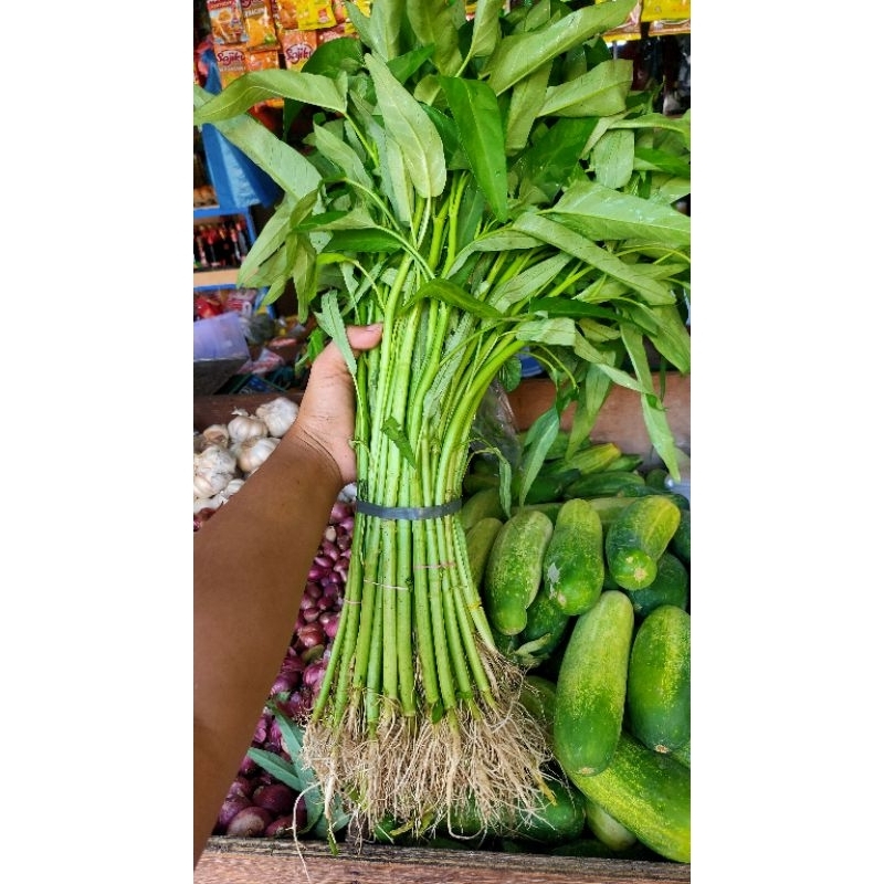 

COD INSTAN 1pak isi 5 ikat kangkung akar kangkung air