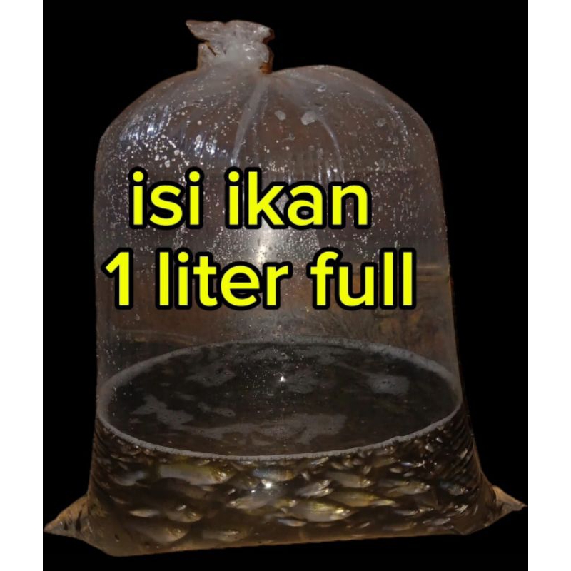 IKAN CERE LAUT HIDUP SEGAR | CERE LAUT PAKAN PREDATOR