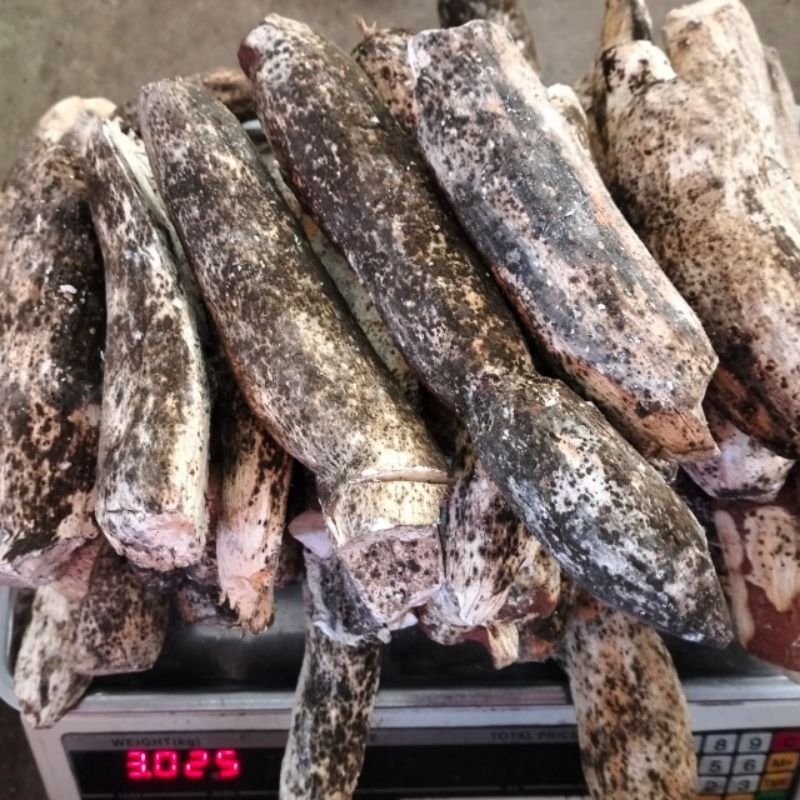 

GATOT GAPLEK SINGKONG MENTAH 1 KG