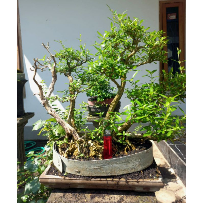 Bonsai seribu bintang mikro