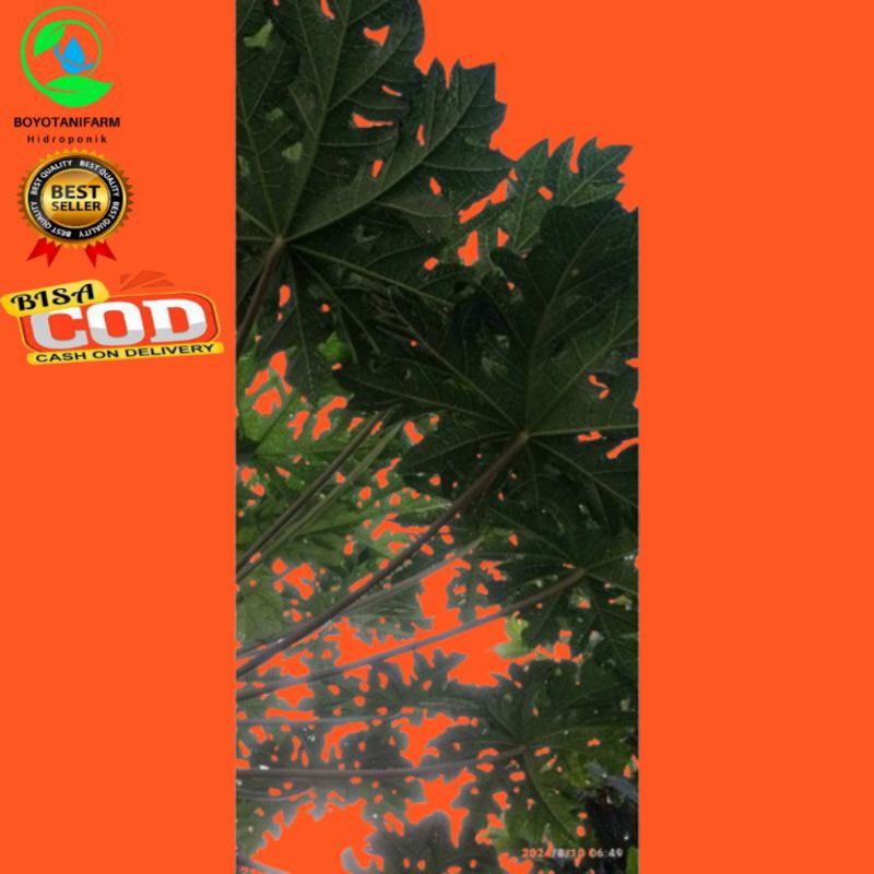 

Daun pepaya segar