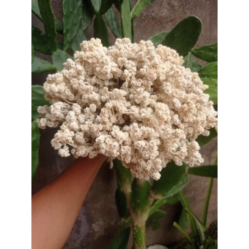 Bunga Abadi edelweiss Bromo+bleaching putih