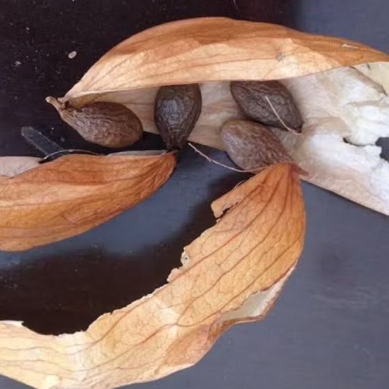 

biji tempayang / kelumbuk kembang semangkuk biji kecil 25 gram