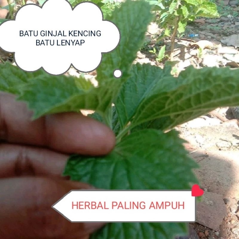 

Daun Kaji Beling fresh