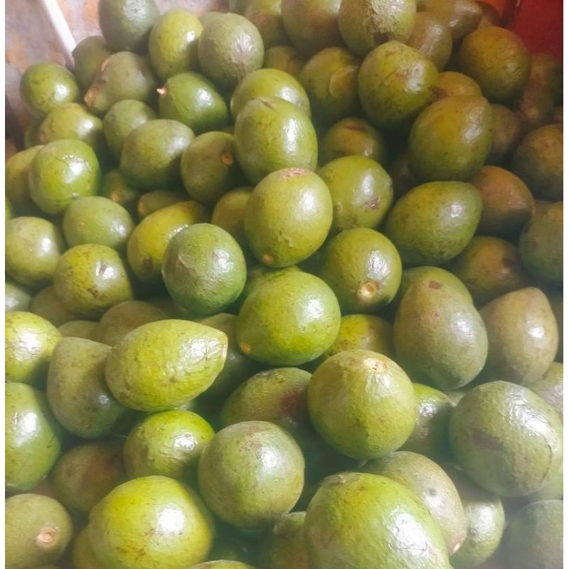 

alpukat 1kg isi 567