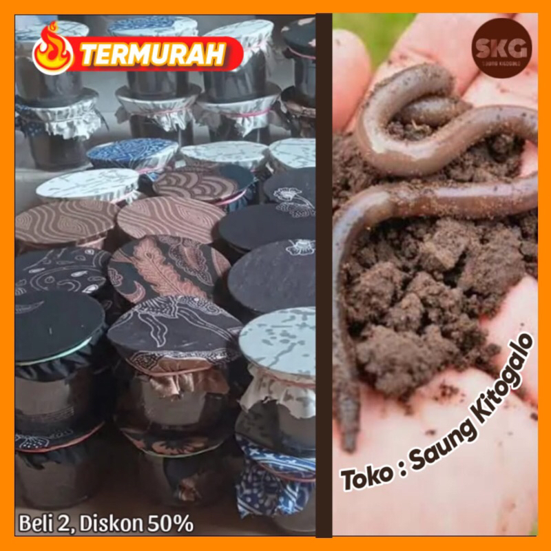 Cacing Kalung Kebo Umpan Pancing Bawal Indukan Cacing Tanah Besar