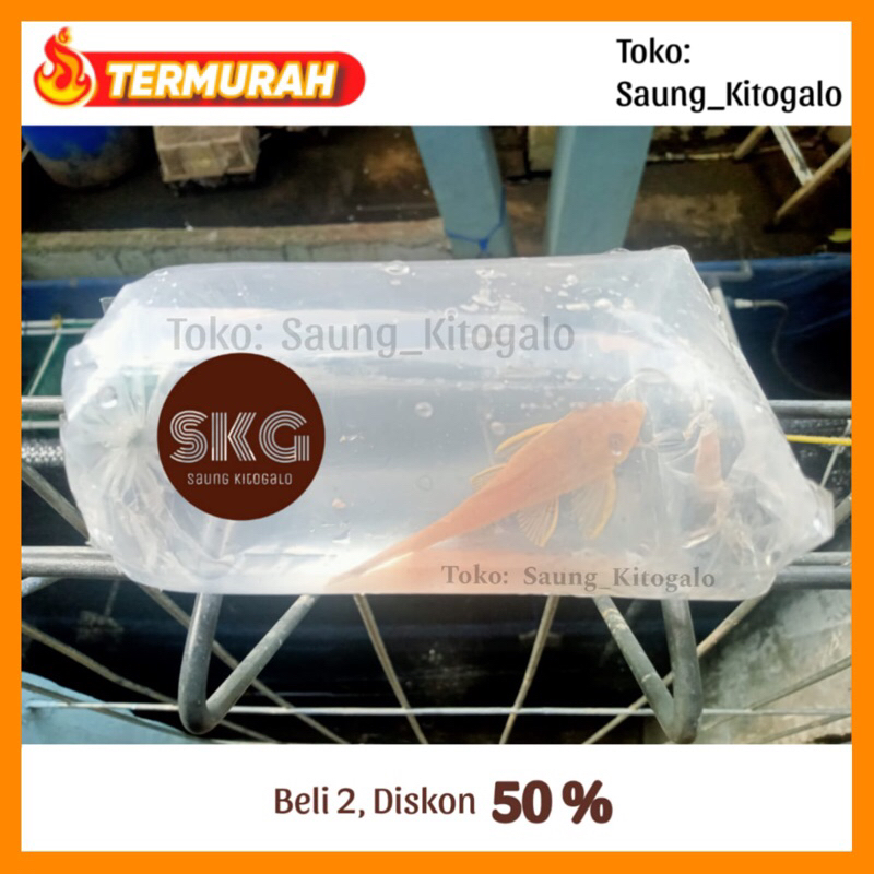 Ikan Sapu Sapu / Sapusapu Hias Albino Pembersih Aquarium