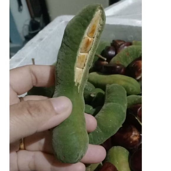 

habo/kabau penambah selera makan stok terbatas