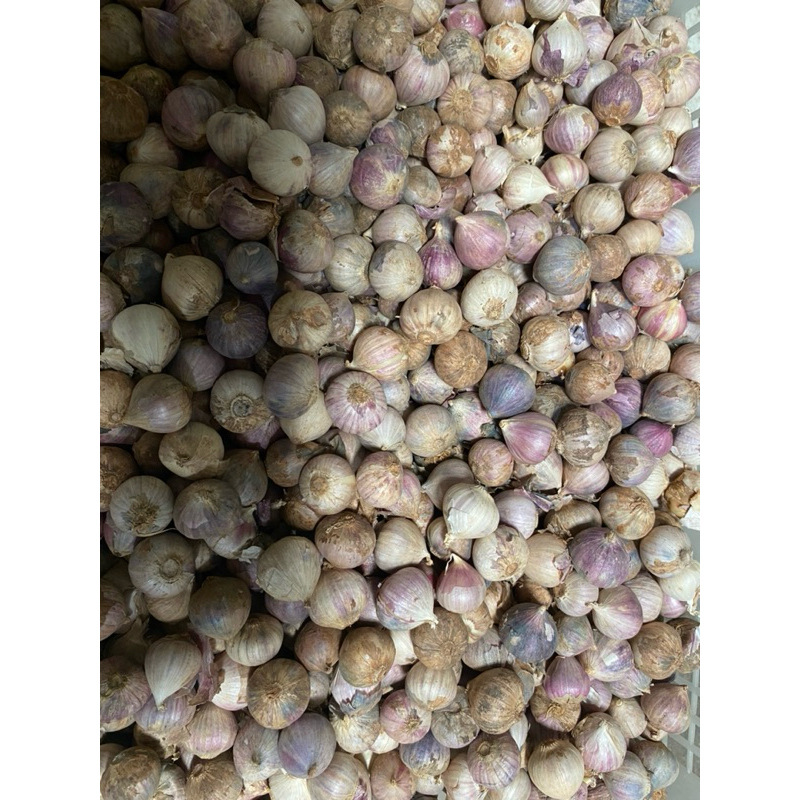 

Bawang Putih tunggal 250 gr