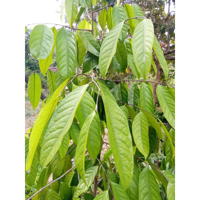 

daun kepel segar(250 g)