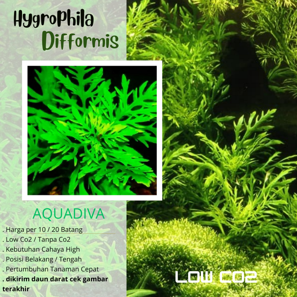 Hygrophila Diformis Difformis Tanaman Tumbuhan stem Aquascape Low Co2 Aquarium Akuarium Channa Chana