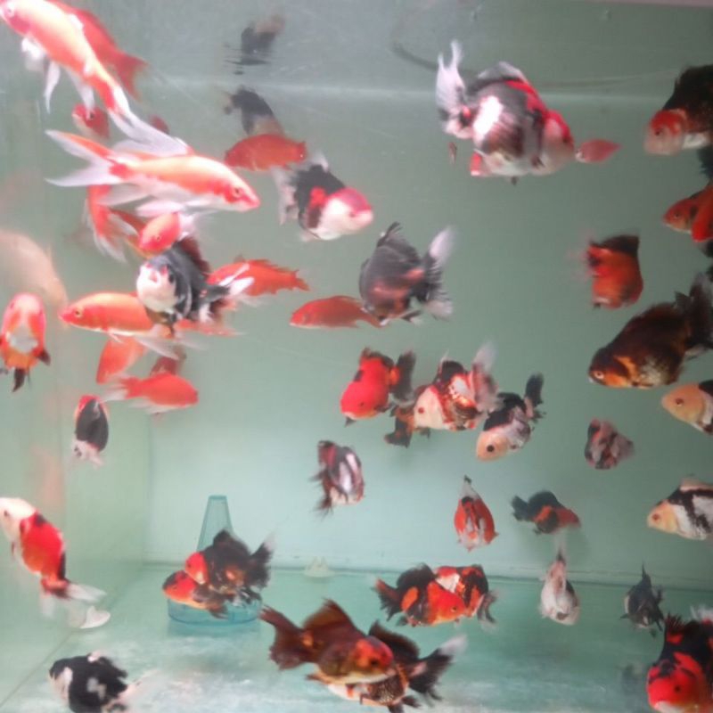 koki panda dan 3 color 8-9 cm