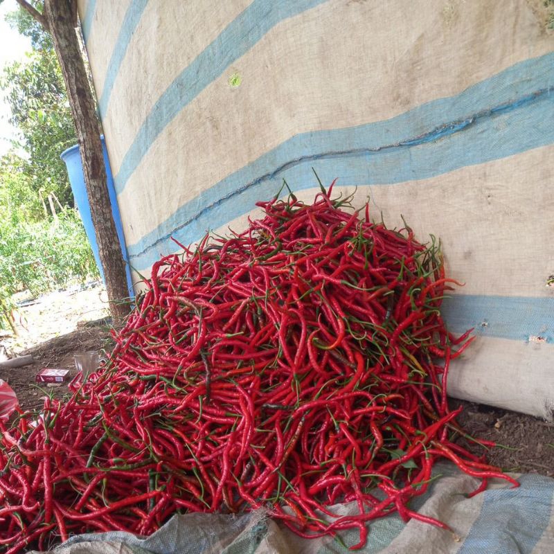 

cabe merah keriting