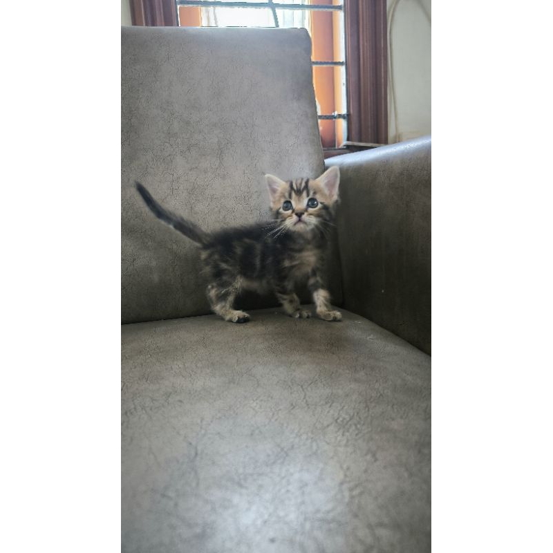 kitten anak kucing munchkin persia tidak cebol not BSH/ british
