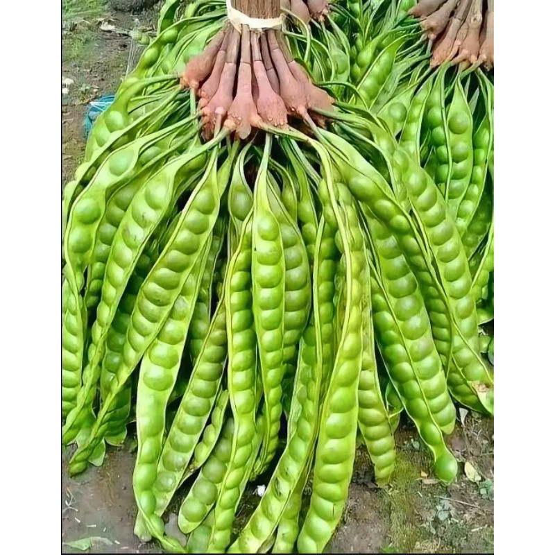 

Obral Pete/petai 14 Papan, paket hemat gratis ongkir