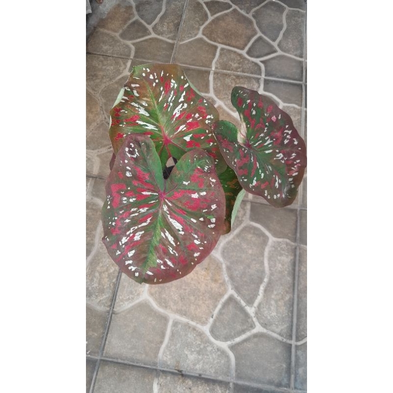 Tanaman Caladium monsawan Thailand remaja