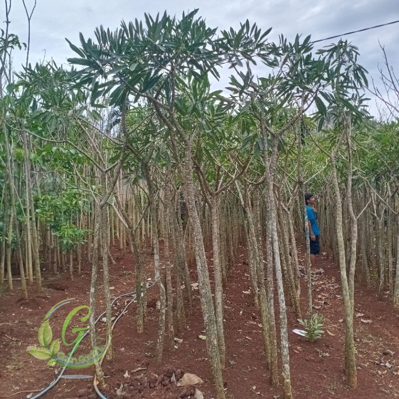 Pohon Tabebuya Bunga Kuning Tinggi 2 meter / Tanaman Tabebuya tinggi 2,5 Meter bunga kuning