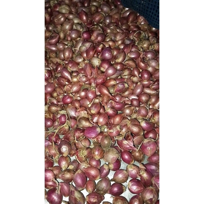 

Bawang Merah tanggung campur kecil 500g