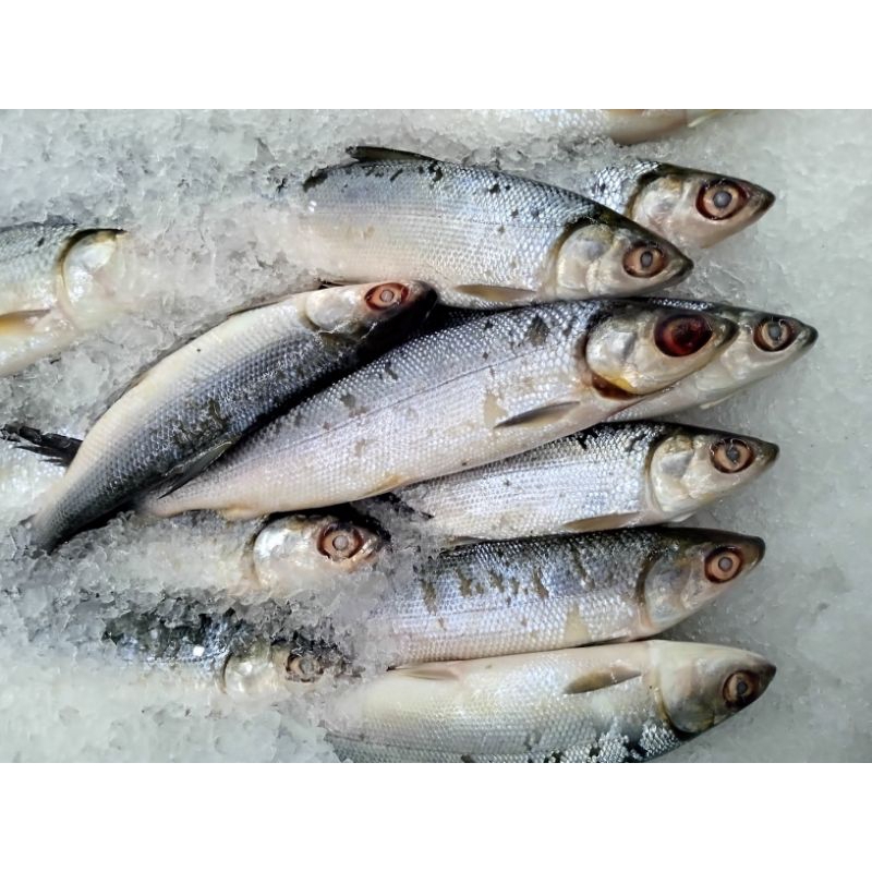 

ikan bandeng kecil 1kg
