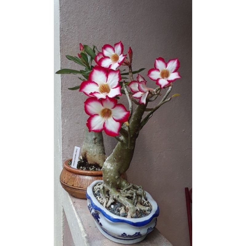 Promo Murah COD adenium bunga putih merah Desert rose - adenium bunga putih - bonsai adenium