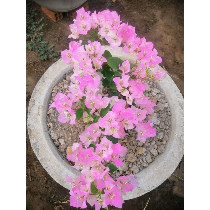 bibit tanaman hias bugenvil bunga pink - bibit bugenvil bunga pink - bonsai bugenvil
