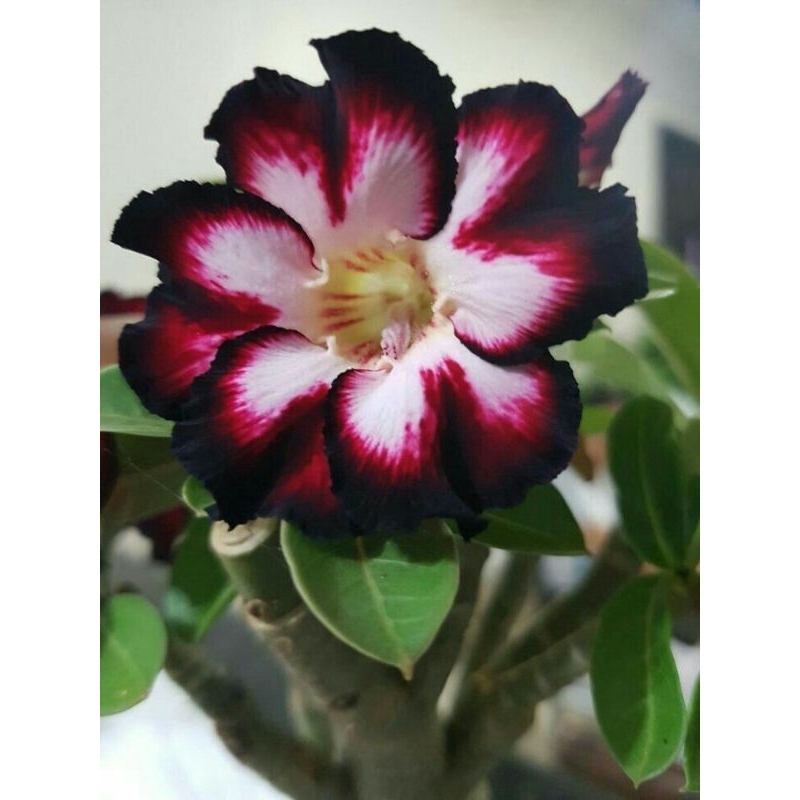 Promo Murah COD bonsai adenium bunga marun Desert rose - adenium bunga maron - bonsai adenium