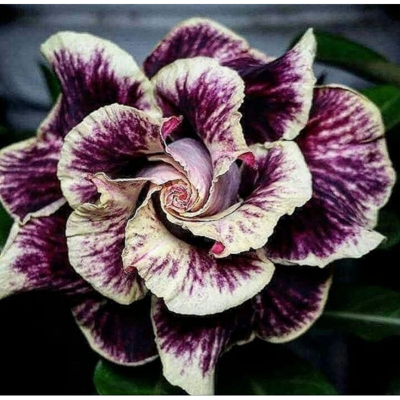 Promo Murah COD bibit bonsai adenium bunga tumpuk batik - adenium bunga  - bonsai adenium