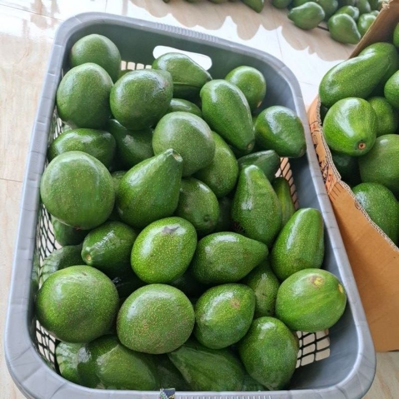 

alpukat mentega isi 4-5 perkilo