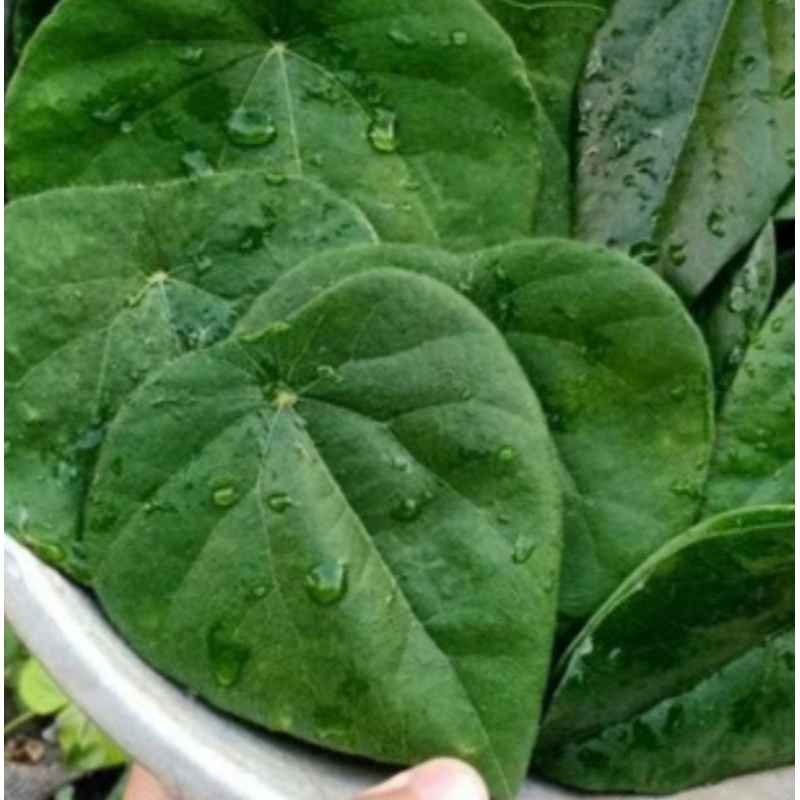 

Daun cincau hijau 50 lembar