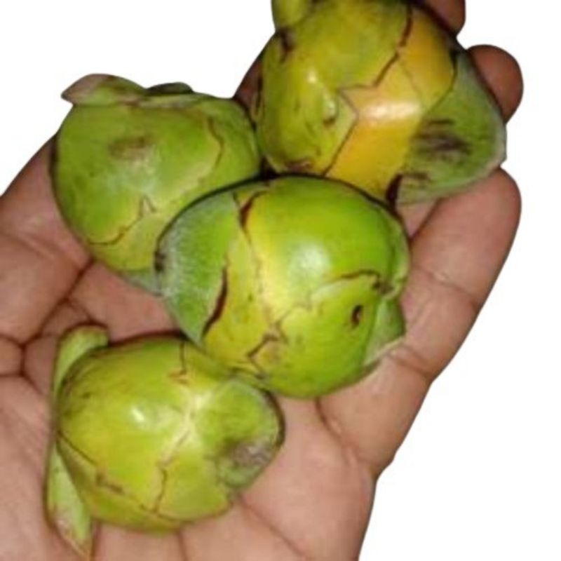 

Buruluk Kelapa Nala Kelapa Tembuluk Kelapa Muda Fresh isi 12Buah Obat Herbal Diabetes/Kencing Manis
