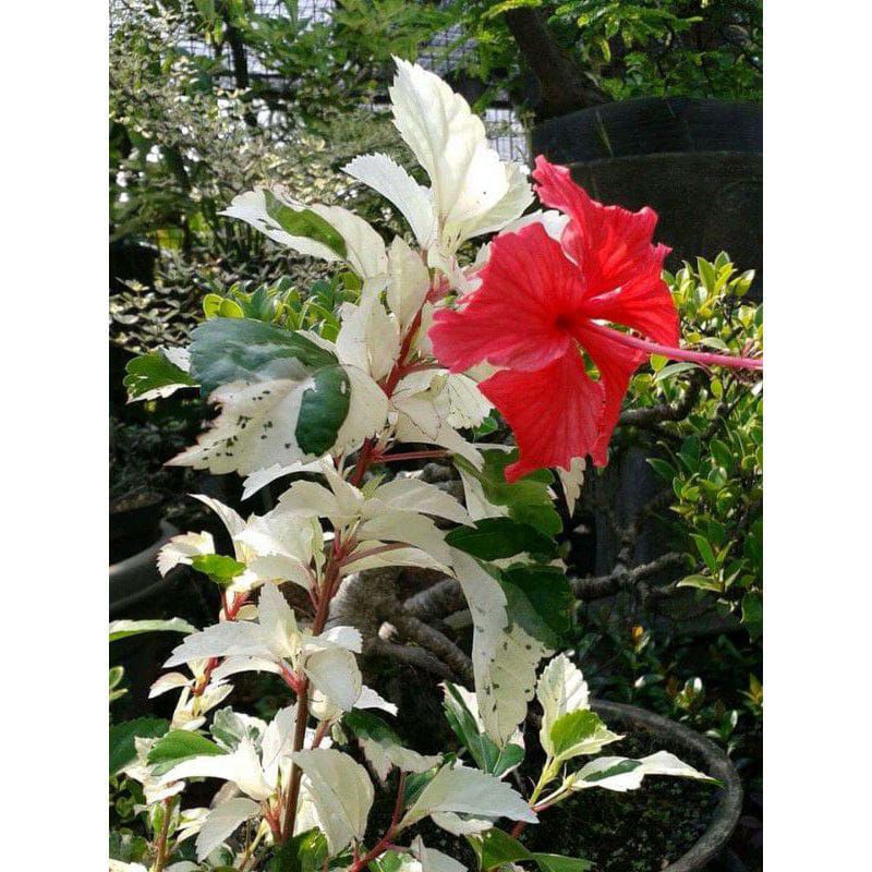 Pohon Bunga Sepatu Variegata Bunga Merah Daun Putih Hijau Bibit Tanaman