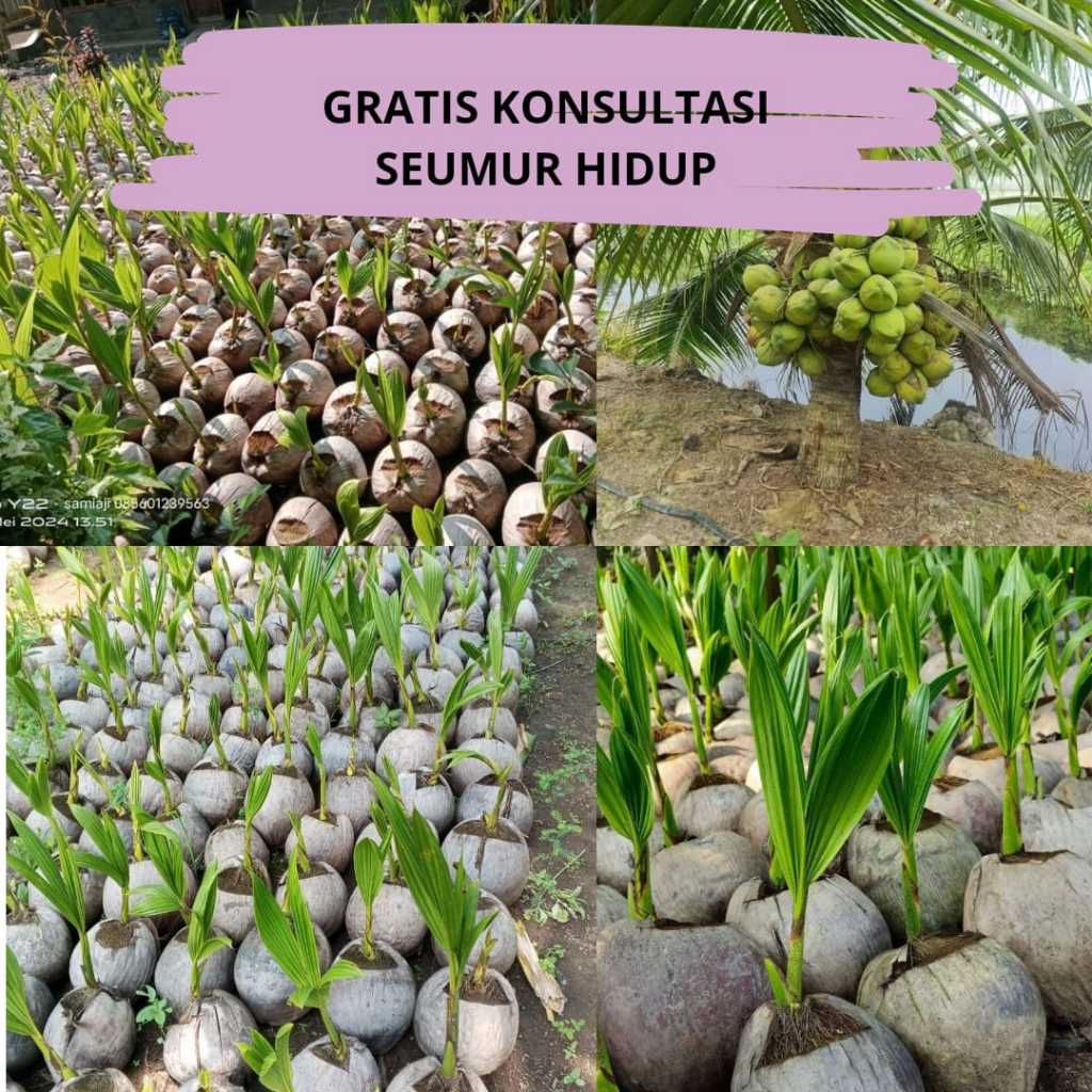bibit kelapa muda , benih kelapa hijau , bibit pohon kelapa hijau