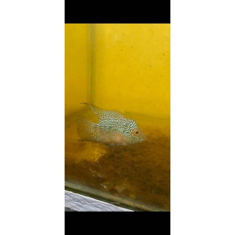 louhan Cencu bahan progresan 5-6cm kwalitas rata" kurleb sama Dan Cilnong