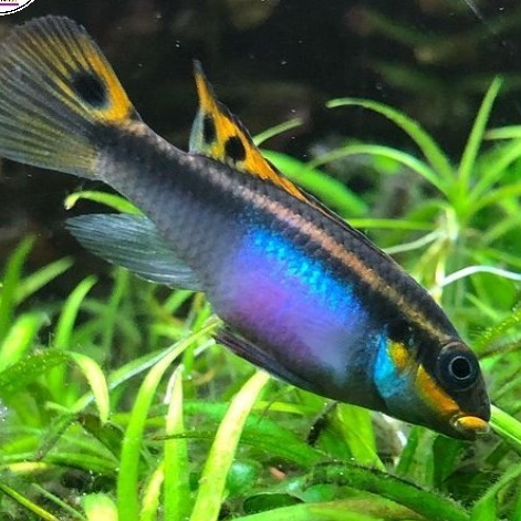 ikan kribensis cichlid/ikan hias/ikan hias aquascape