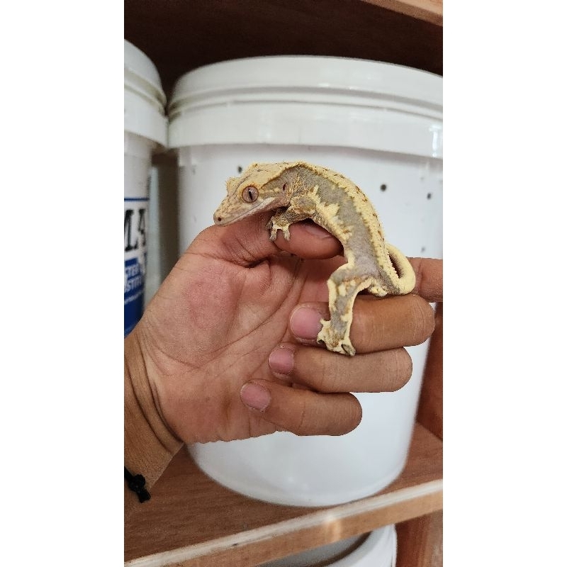 Crested Gecko lily white
