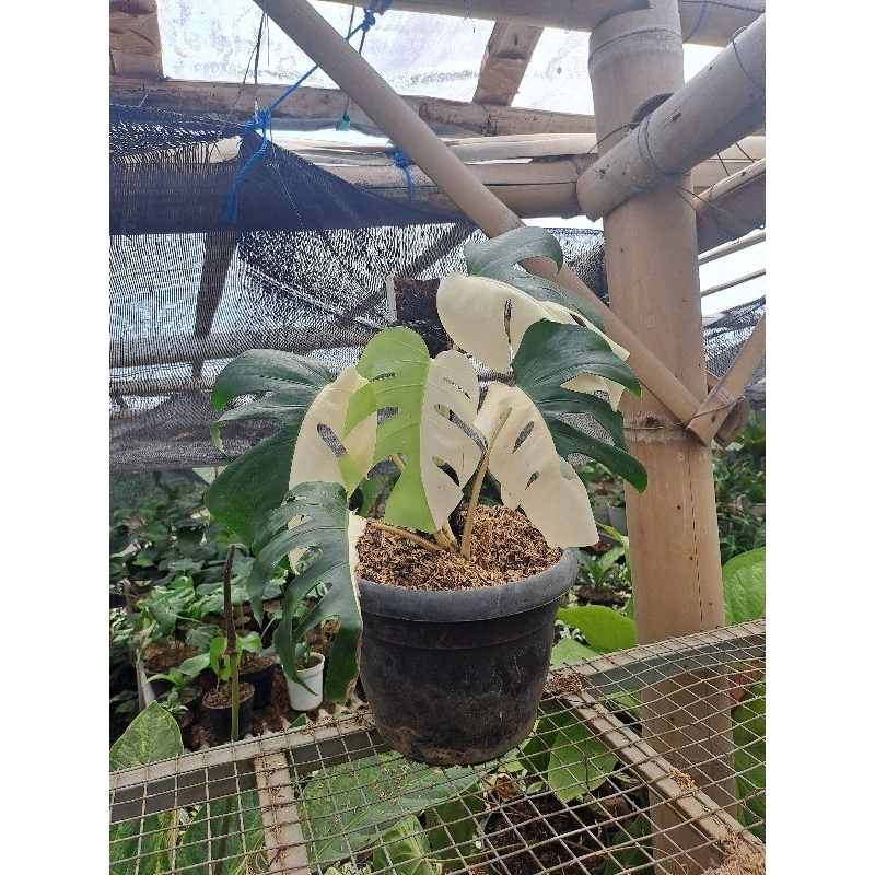 Tanaman Hias Varigata Monstera Halfmoon