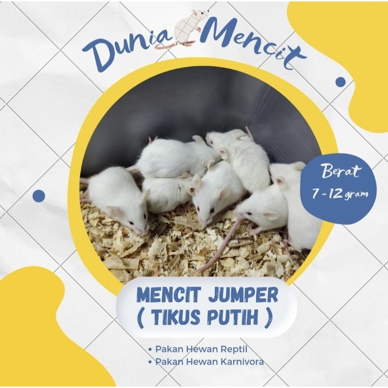 Tikus putih/mencit putih jumper premium quality
