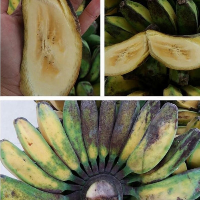 

Pisang Kepok Kuning 1 sisir