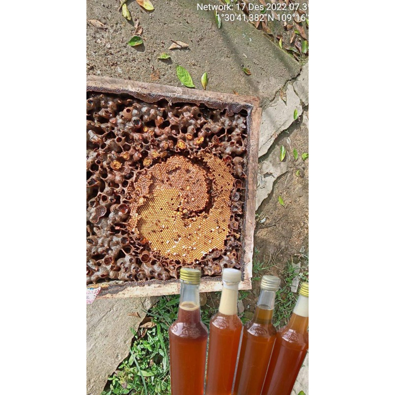 

madu kelulut asli kalimantan